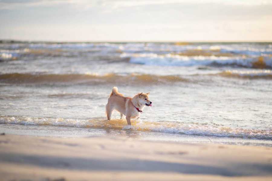 Najlepsze wybrzeża dog-friendly we Włoszech