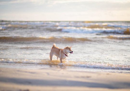 Najlepsze wybrzeża dog-friendly we Włoszech